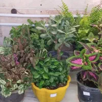 اجاره روزانه/ماهانه/هفتگی سوییت|اجارهٔ کوتاهمدت آپارتمان و سوئیت|بروجرد, |دیوار