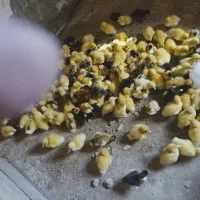 جوجه رنگی عمده ای|حیوانات مزرعه|ایرانشهر, |دیوار