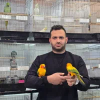 معاوضه و خریدار انواع پرندگان زینتی|پرنده|تهران, الهیه|دیوار