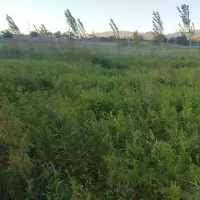 فروش علف به صورت سرپای