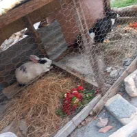 ۳عدد خرگوش بالغ