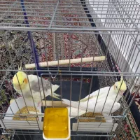 جفت با قفس فروخته میشه 3تومن