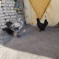 جوجه اوشامو|حیوانات مزرعه|مشهد, ویلاشهر|دیوار