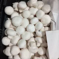 تولیدکننده قارچ ، فروش جزئی و عمده