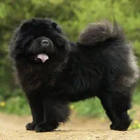 توله سگ چاوچاو زبان بنفش