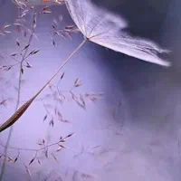 نسخه پیچ داروخانه