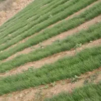 پیاز مینروا روز کوتاه ترزمینی