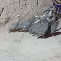 مرغ قرقابل|حیوانات مزرعه|چناران, |دیوار