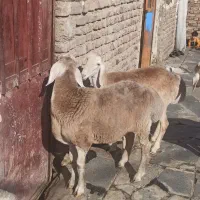 بره نر و ماده و قوچ چینی