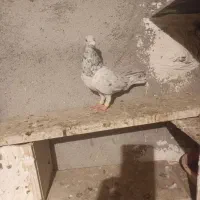 شامی نر هفرنگ خط ی|پرنده|الوند, |دیوار