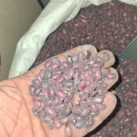 حبوبات پردیس|خوردنی و آشامیدنی|مبارکه, |دیوار