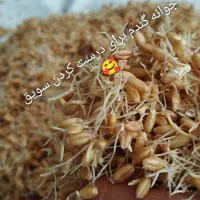 سویق چاقی تضمینی و گیاهی