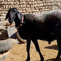 قوچ-هرکول-قره غزل-میش-بره|حیوانات مزرعه|کاشان, مشکات|دیوار