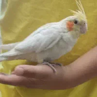 عروس هلندی نر