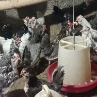 تخم‌مرغ‌گلین