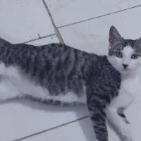 واگذاری|گربه|لاهیجان, پردسر|دیوار