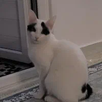 واگزاری سرپرستی گربه DSH نر