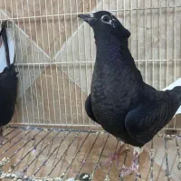 کبوتر جوجه زاغ دم سفید (اشعل)