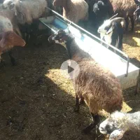 گوسفند میش وبز جوان