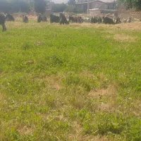 بزغاله|حیوانات مزرعه|صمصامی, |دیوار