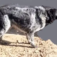 واگذاری سگ قدرجونی یا قهدرجانی