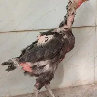 مرغ لاری|حیوانات مزرعه|تربت جام, والفجر|دیوار