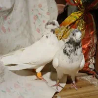 کبوتر کله دنبی|پرنده|فارسان, |دیوار