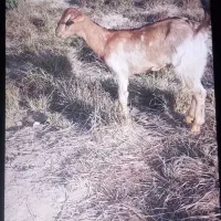 کهره دو قلو زا گیسه|حیوانات مزرعه|میناب, |دیوار