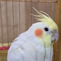 یه جفت عروس هلندی خاص|پرنده|نورآباد ممسنی, |دیوار