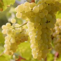 باغ انگوری کشمشی