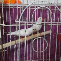 یک جفت فنچ سفید نرو ماده یکدست