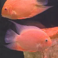 سوروم رد اسپات نر و ماده (معاوضه با فلاور)