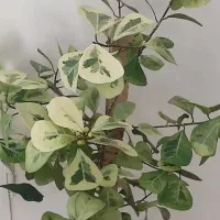 گیاهان اپارتمانی کمیاب فیکوس دلتا سبز و ابلق و ..