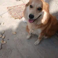 اشپیتز|سگ|ری, علایین|دیوار