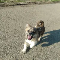 سگ پامرانین جنسیت نر واگذاری