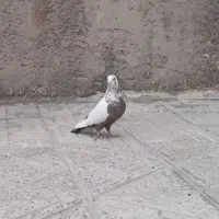 کبوتر شالی فروشی