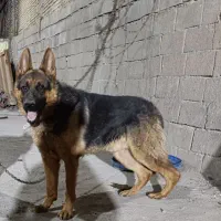 سگ ژرمن شسپرد