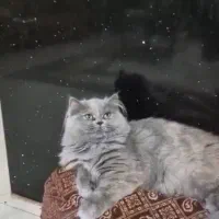 واگزاری گربه بریتیش بلو