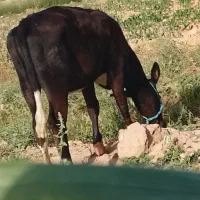 گاوباگوساله