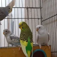 مرغ عشق