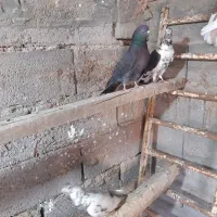 کفتر پردمبی