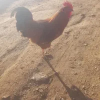 فروش خروس برای شب یلدا|حیوانات مزرعه|بازرگان, |دیوار