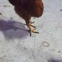 خروس نژاد گلین