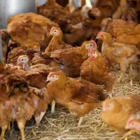 فروش نیمچه مرغ تخمگذار اصلاح نژاد گلپایگانی تخمگذا