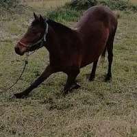 مادیان سال ۴ کاملا دستی بچه سوار  تربیت شده