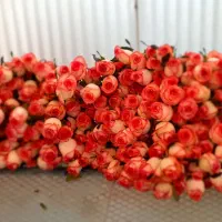 فروس سر شاخه گل رز