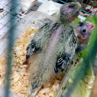 سرلاکی|پرنده|رامهرمز, |دیوار