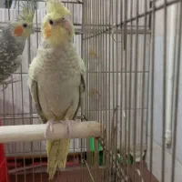 عروس|پرنده|قم, علی آباد سعدگان|دیوار