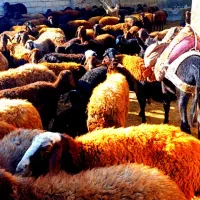 گوسفند آبستن وبره دار|حیوانات مزرعه|تیکمه داش, |دیوار