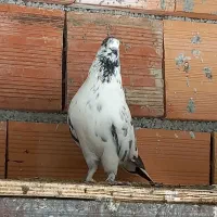 کبوتر پرشی و جوجه کشی